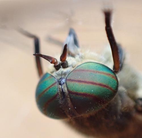 Hybomitra bimaculata